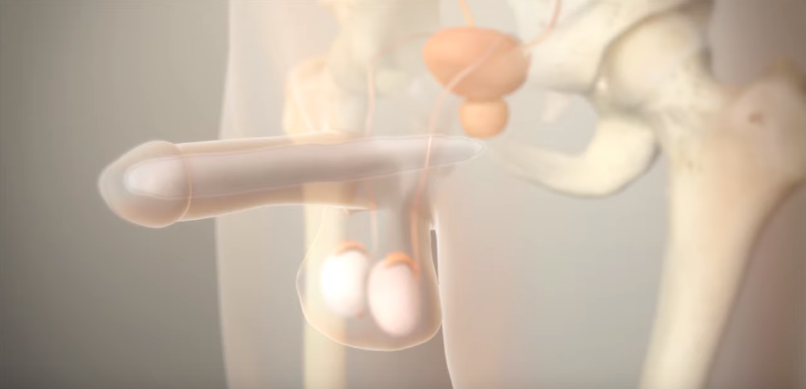 TACTRA™ MALLEABLE PENILE PROTHESIS ANIMATION
